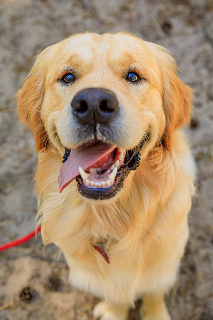 Hondenfotografie golden retriever