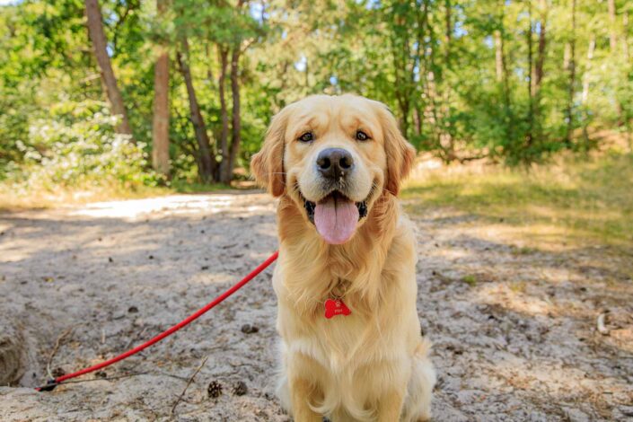 Hondenfotografie golden retriever