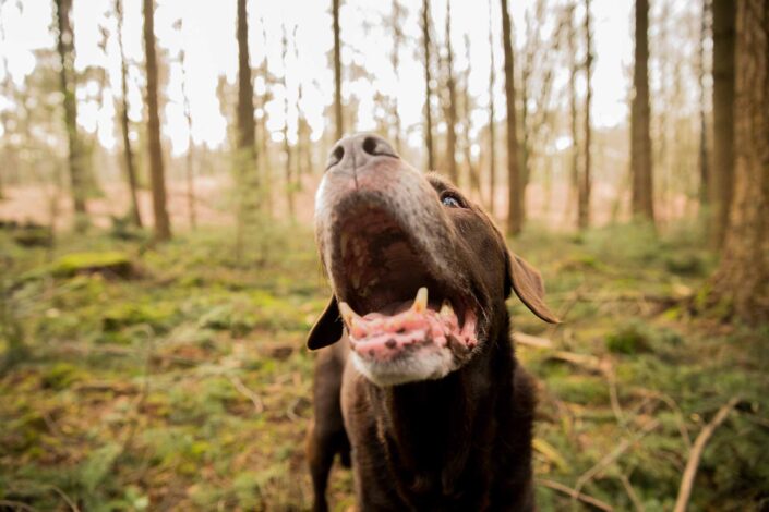 Hondenfotografie Veluwe, Max