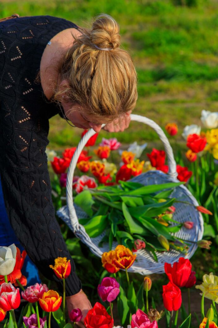 Tulpen plukken in Hanneke's Pluktuin