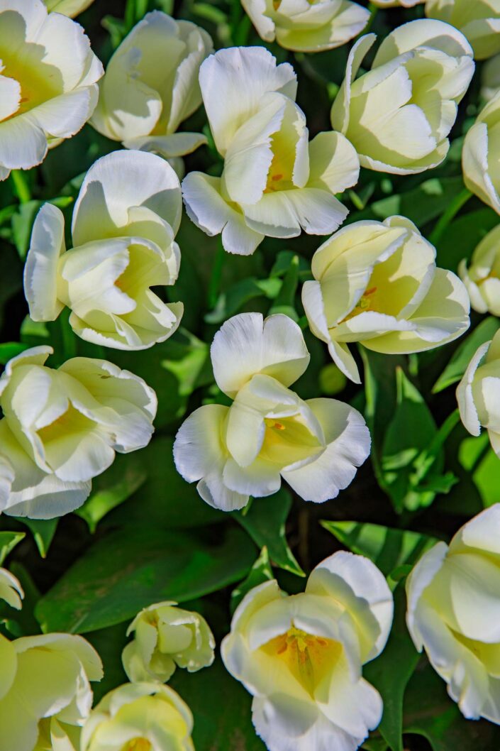 Tulpen Noordoostpolder